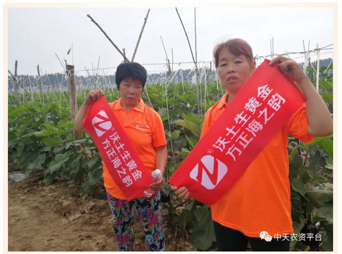 [效果回訪] 茄子長勢喜人，豐收在望—沃土生黃金，方正海之韻